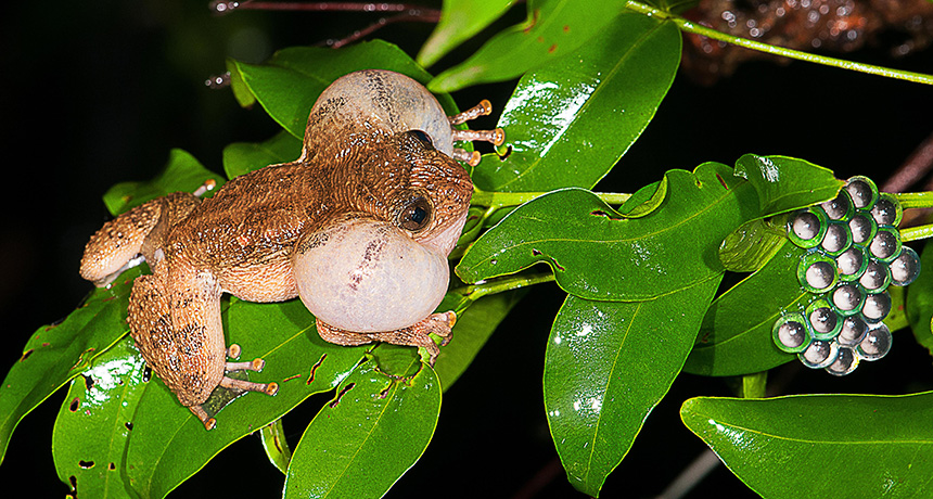 Bombay night frog