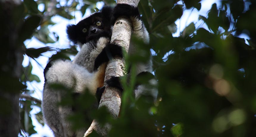indri