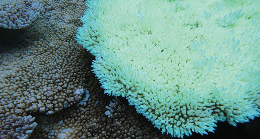 coral in American Samoa