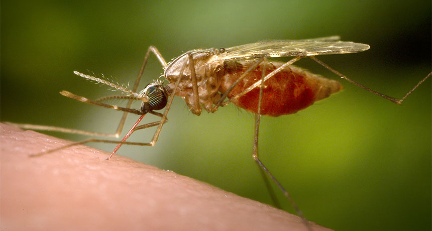 Anopheles funestus