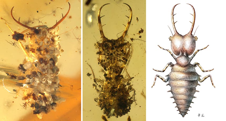 Myrmeleontoid larvae