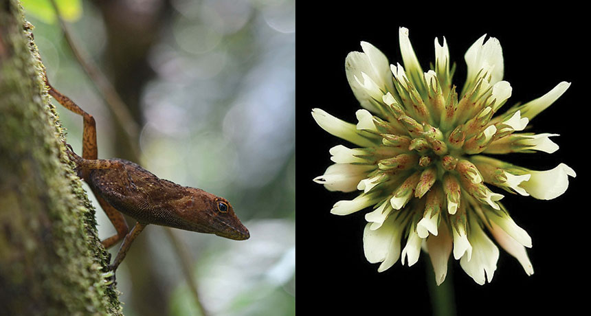 Anolis cristatellus
