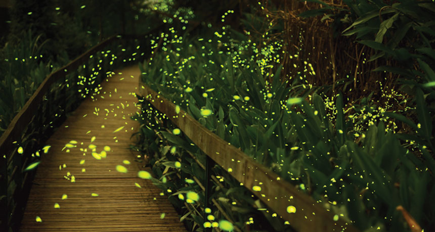 fireflies