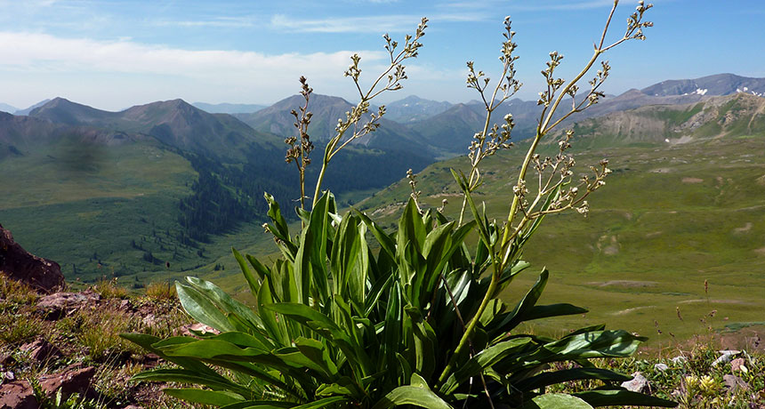 Valerian plant
