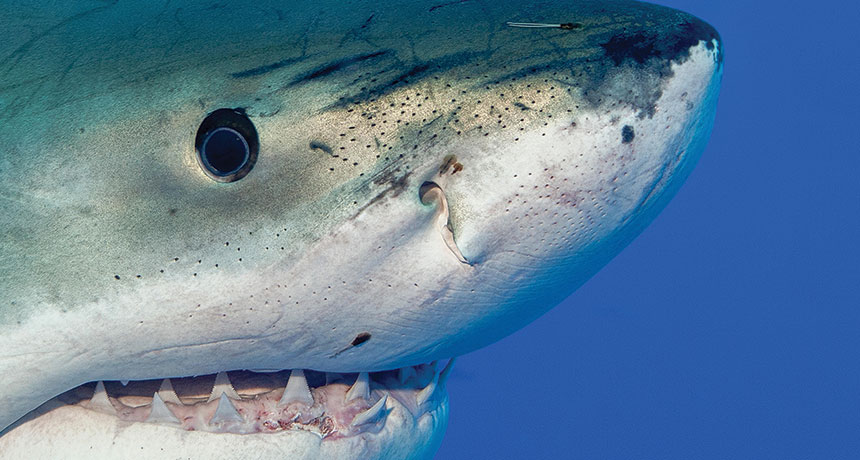 Shark snout