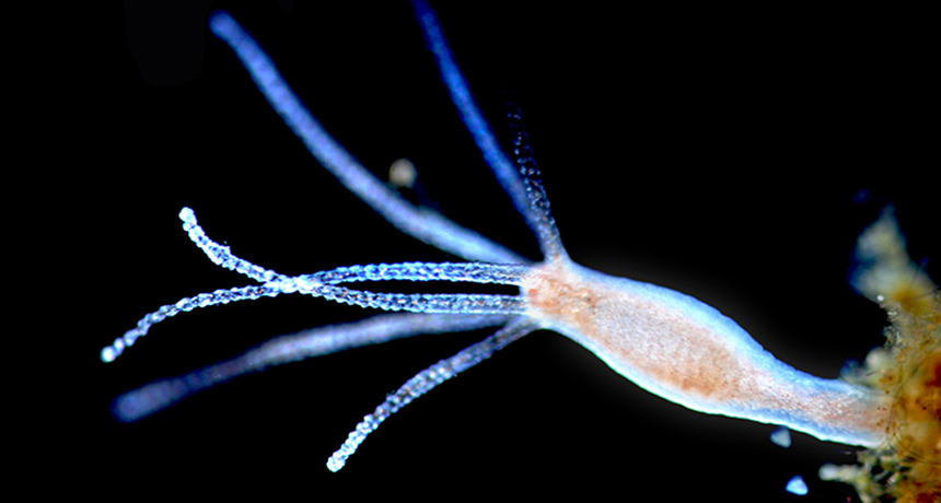 hydra