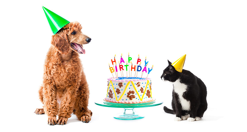 dog and cat birthday party