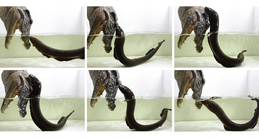 electric eel attacks toy alligator
