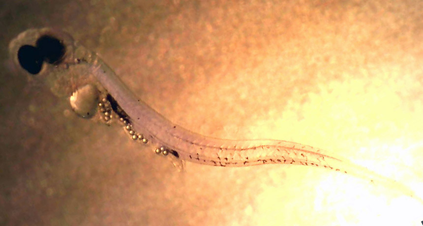 perch larva