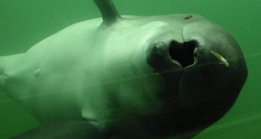 harbor porpoise