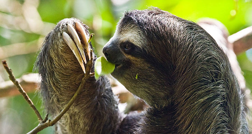 Three-toed sloths are even more slothful than two-toed sloths | Science News Three-toed sloths are even more slothful than two-toed sloths | Science News