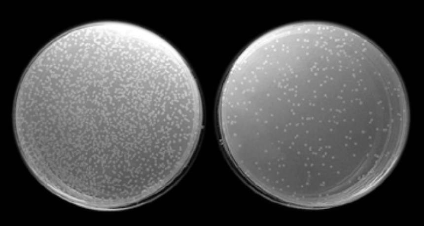 Immune cells