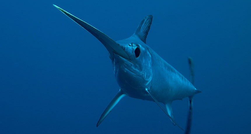 swordfish