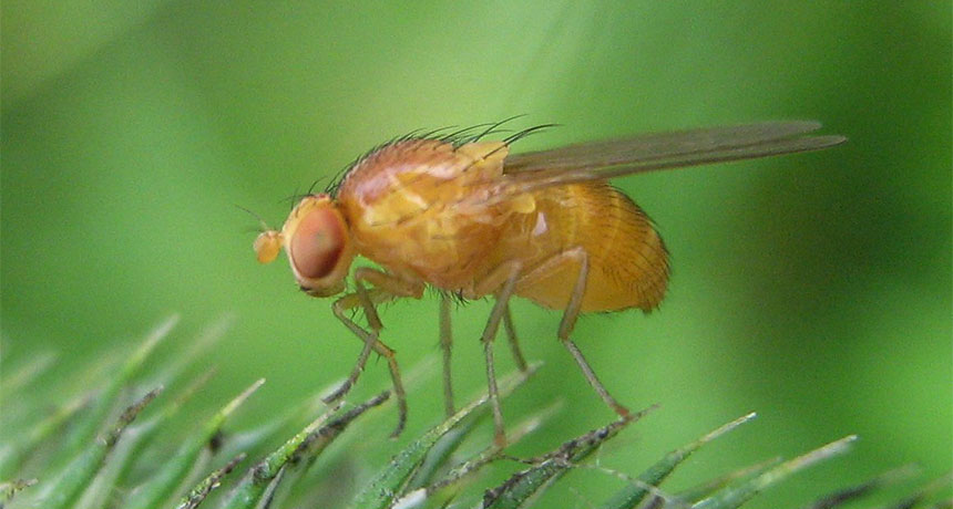 fruit fly