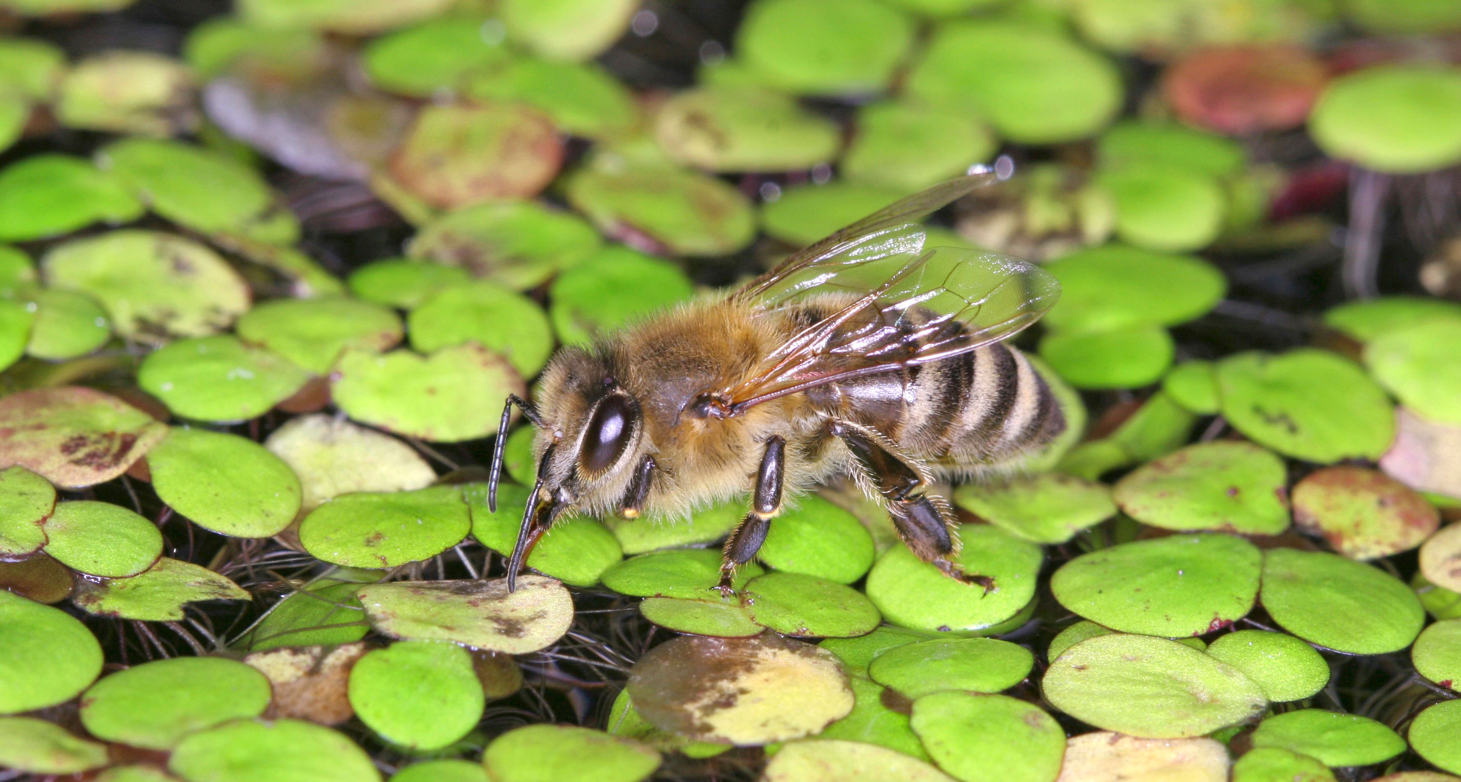 honeybee