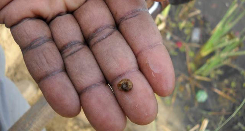 person holding snail