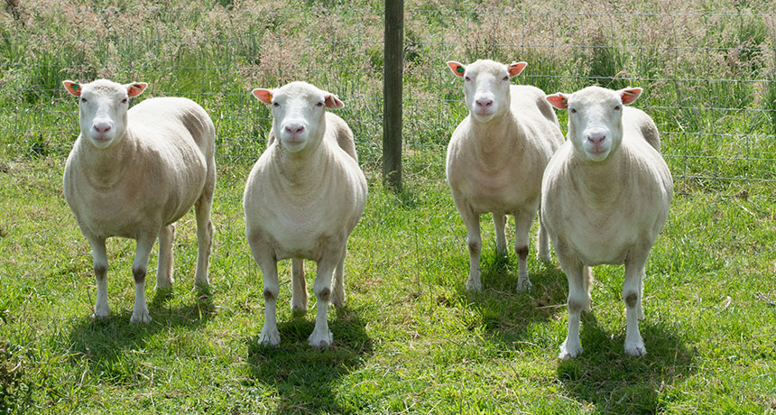 Dolly the Sheep's cloned sisters aging gracefully