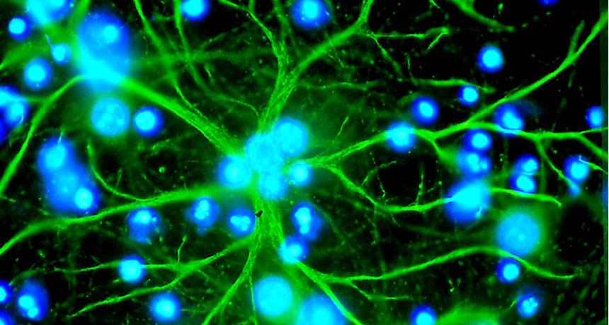 astrocytes