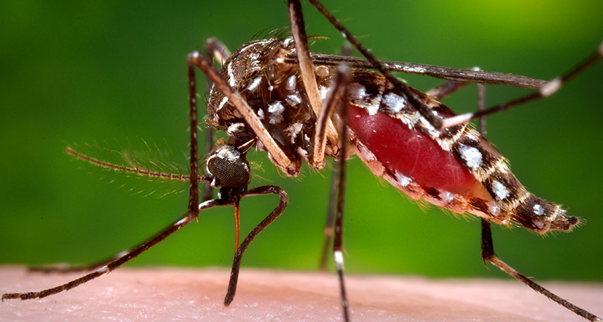 Aedes aegypti