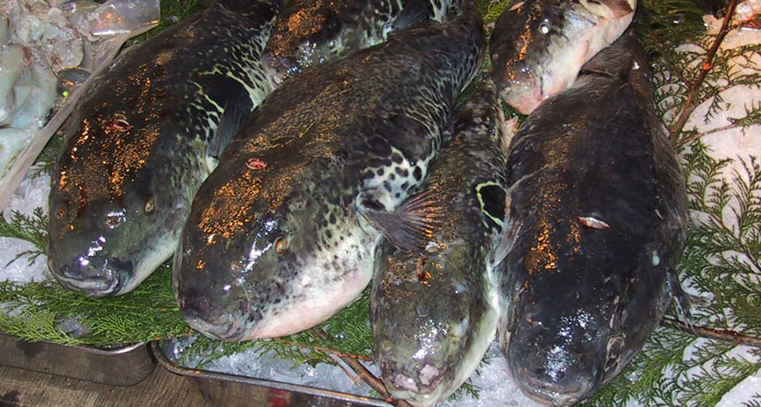 pufferfish