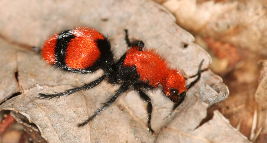 Cow killer ant