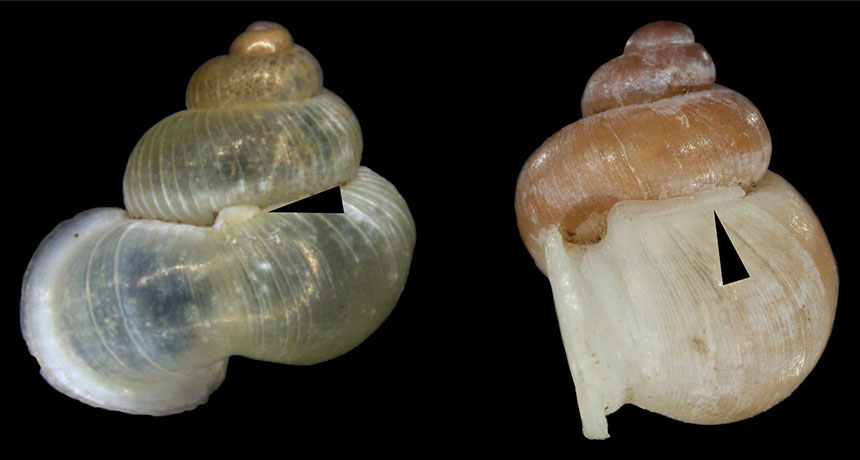 shells of Alycaeus conformis snail
