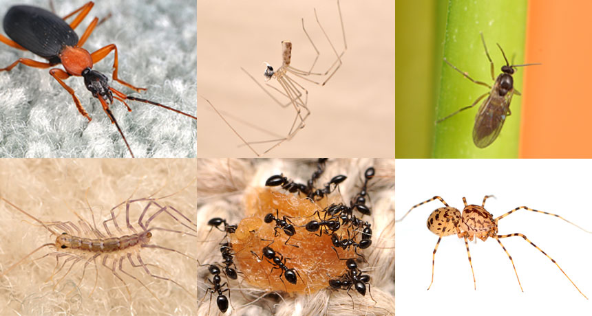 Diversity of indoor insects, spiders adds to life's luxuries in high-income neighborhoods Diversity of indoor insects, spiders adds to life's luxuries in high-income neighborhoods