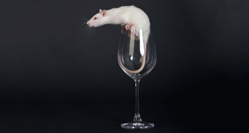 rat in a wine glass