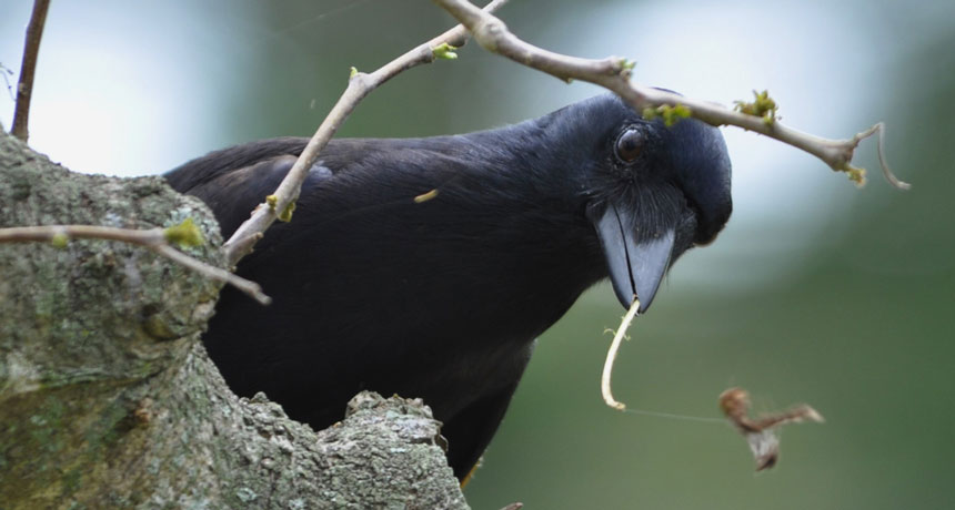 crow bending stick