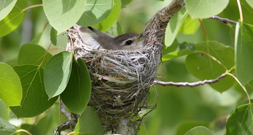 warbling vireo in a cup nest