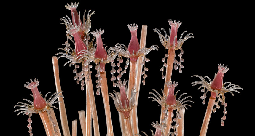 Tubularia indivisa