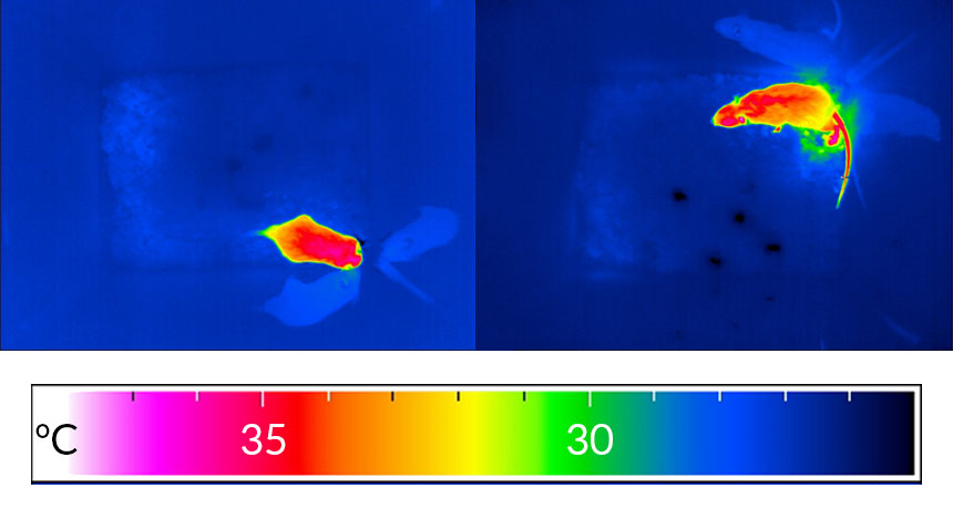 IR image of mouse