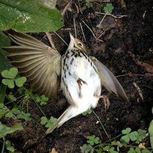dead bird
