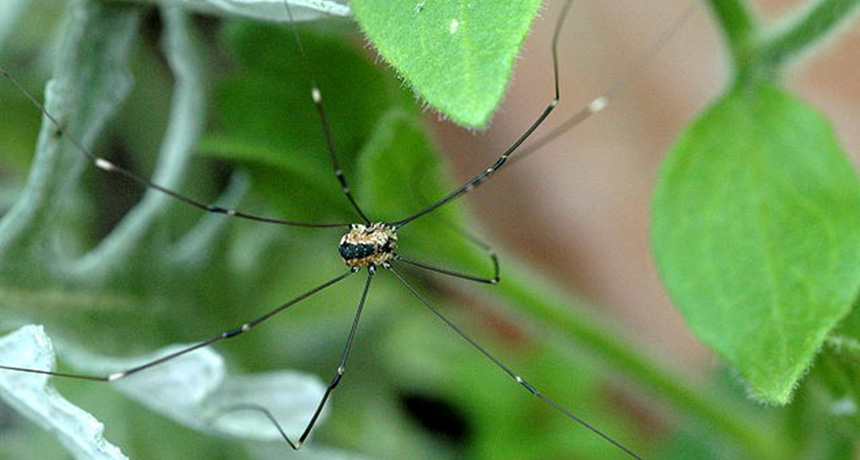 The weird mating habits of daddy longlegs | Science News