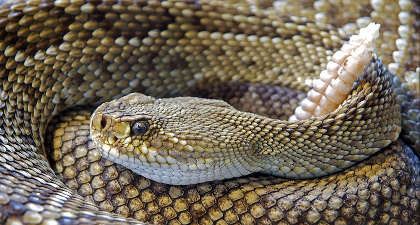 Tail vibrations may have preceded evolution of rattlesnake rattle