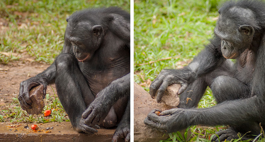 Bonobos cracking nuts with rocks