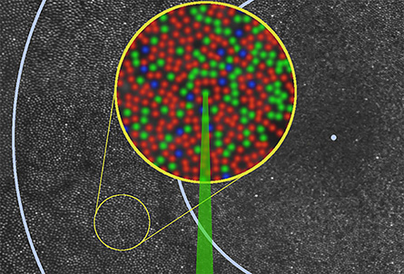 cone cell diagram