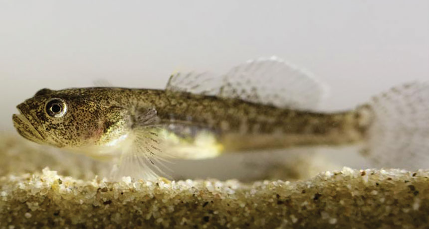 Southern tidewater goby