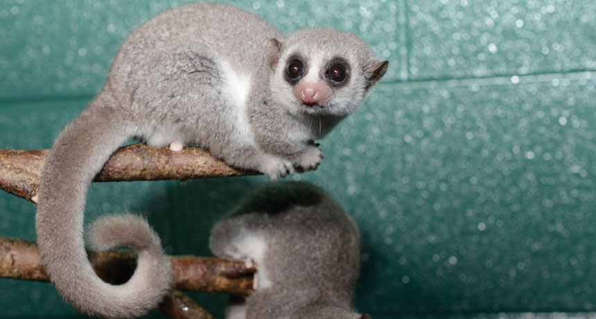 fat-tailed dwarf lemurs