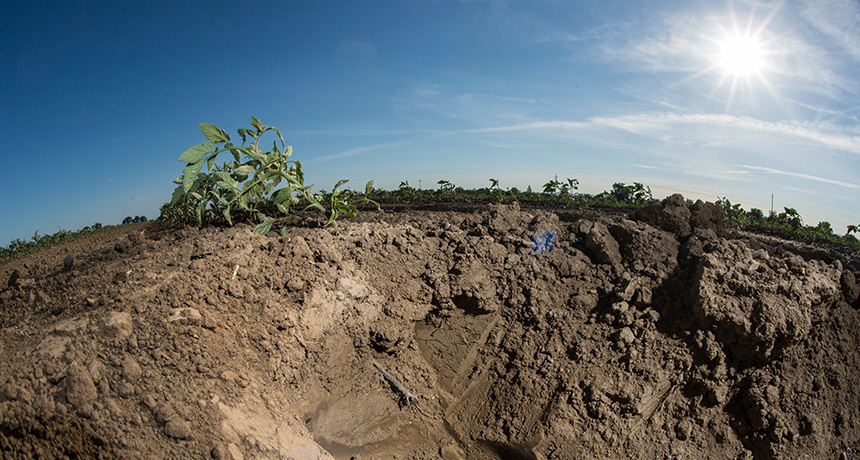 Soil