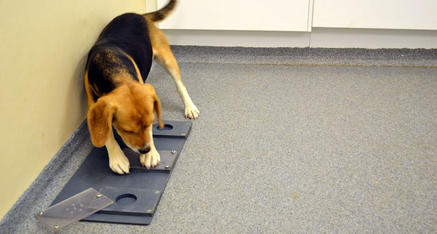 beagle in the lab