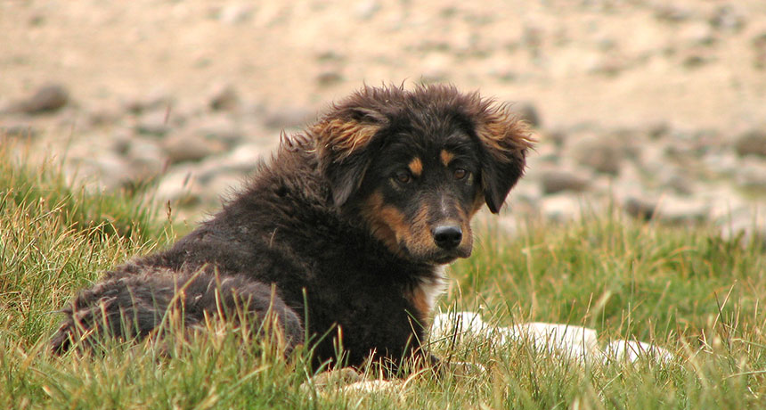 stray dog in India