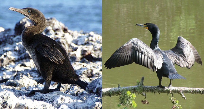 cormorants