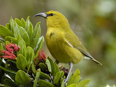 amakihi