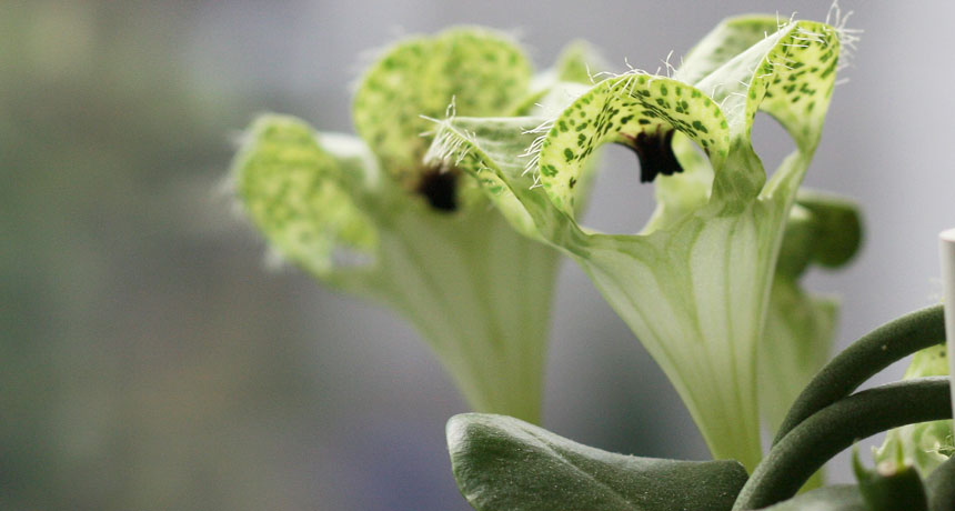 Ceropegia sandersonii