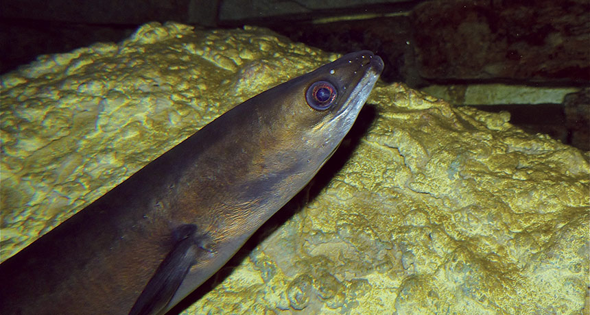 European eel