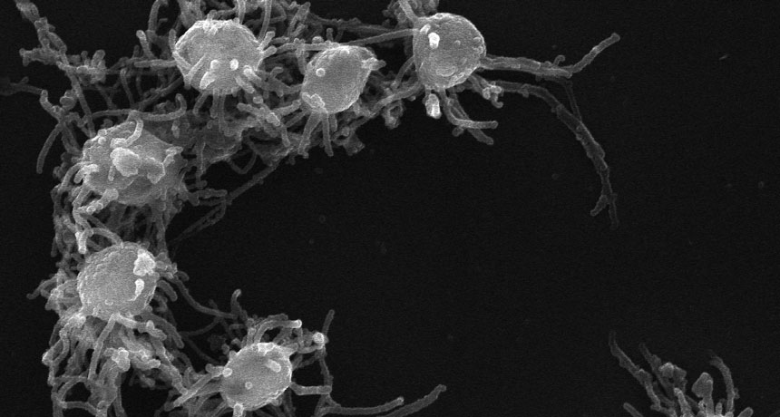 One-celled life possessed tools for going multicellular