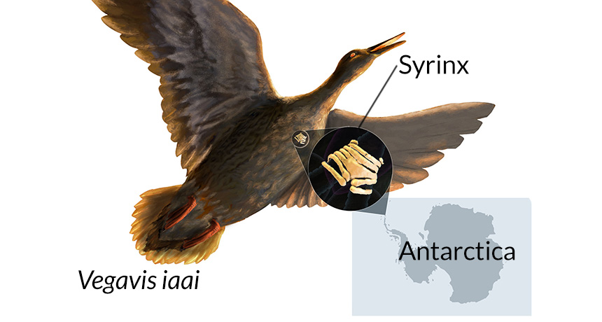 ancient bird diagram