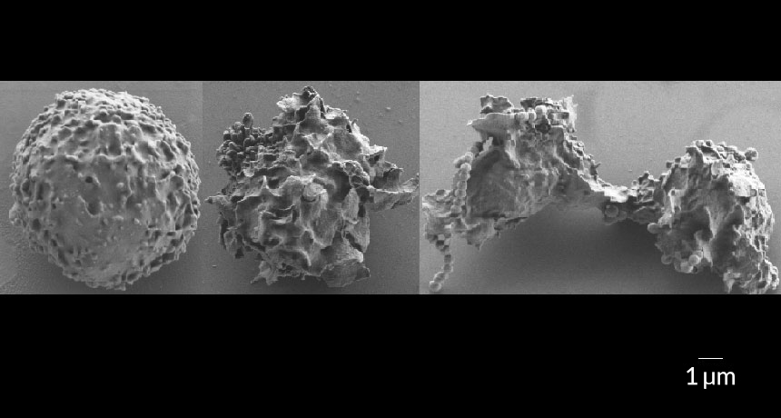 neutrophils
