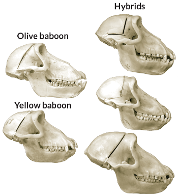 Baboon skulls